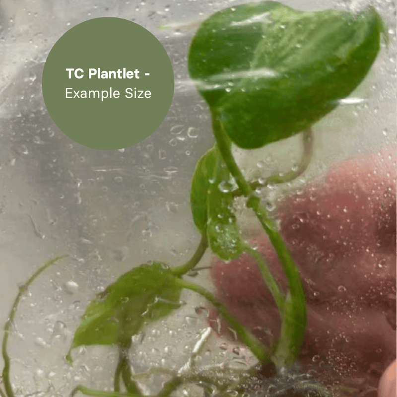 Monstera Ocean (TC Plantlet) - Preorder Plants GrowTropicals