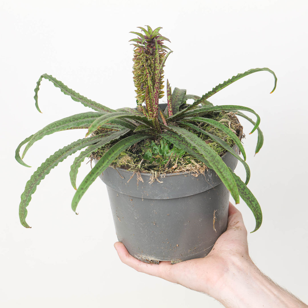 Eucomis vandermerwei 'Octopus'