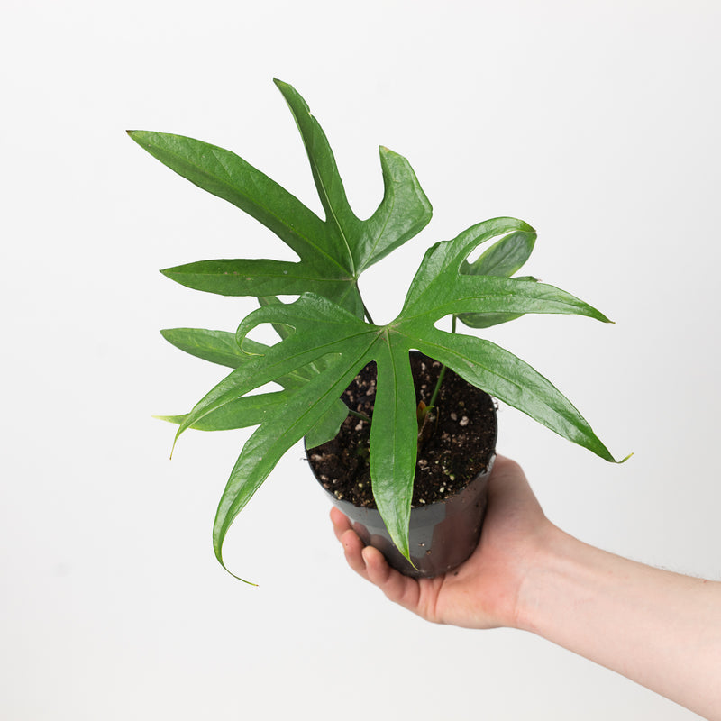 Imperfect Anthurium pedatoradiatum — 12cm Imperfect