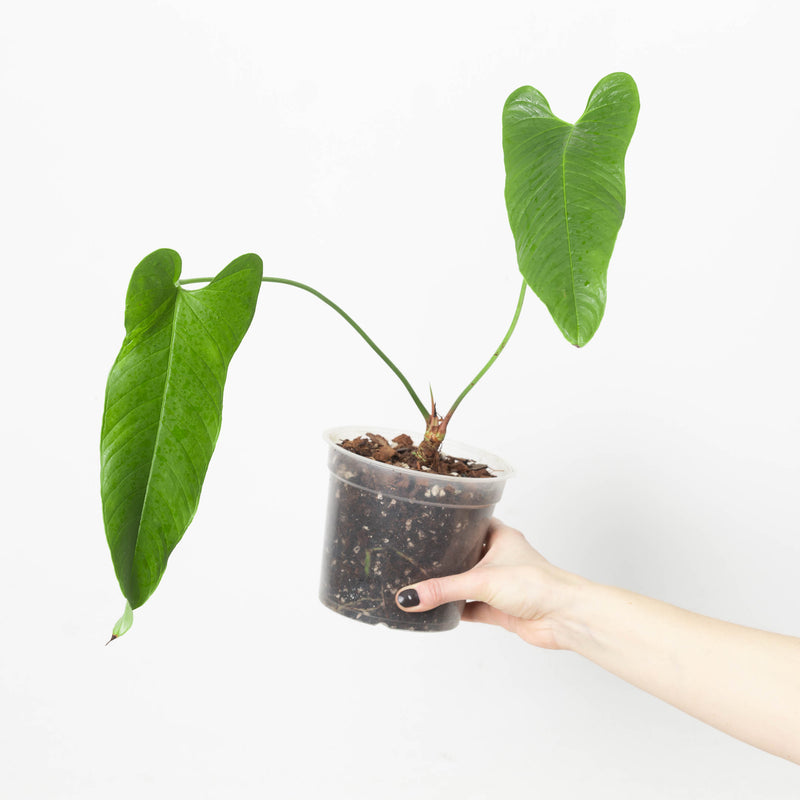 Anthurium offolterianum / tremulum — 15cm