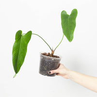 Anthurium offolterianum / tremulum