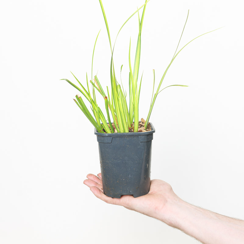 Acorus gramineus 'Ogon' — 13cm / 1L