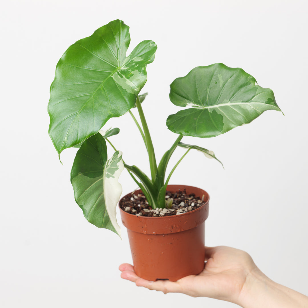 Alocasia odora 'Okinawa Silver' - GROW TROPICALS