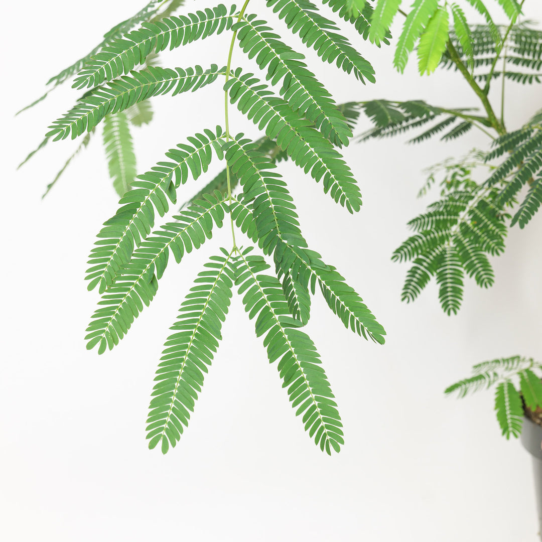 Albizia julibrissin 'Ombrella' Plants - Outdoor GROW TROPICALS