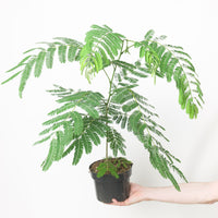 Albizia julibrissin 'Ombrella'