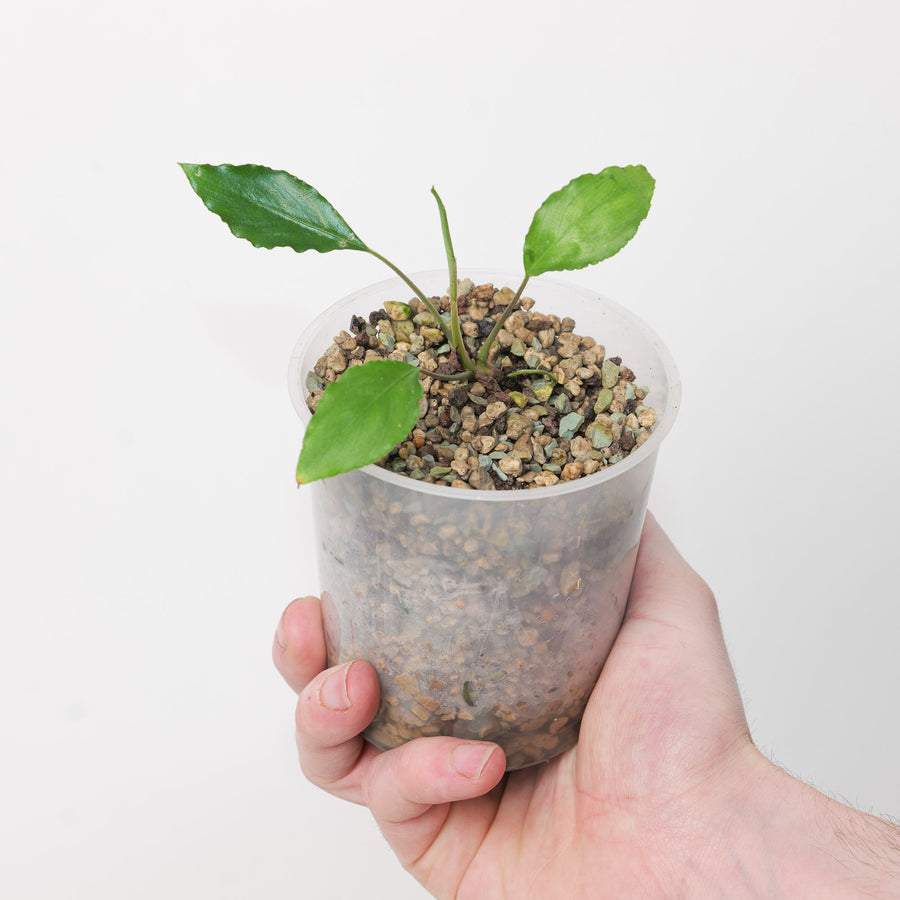 Ooia manduensis Plants GrowTropicals