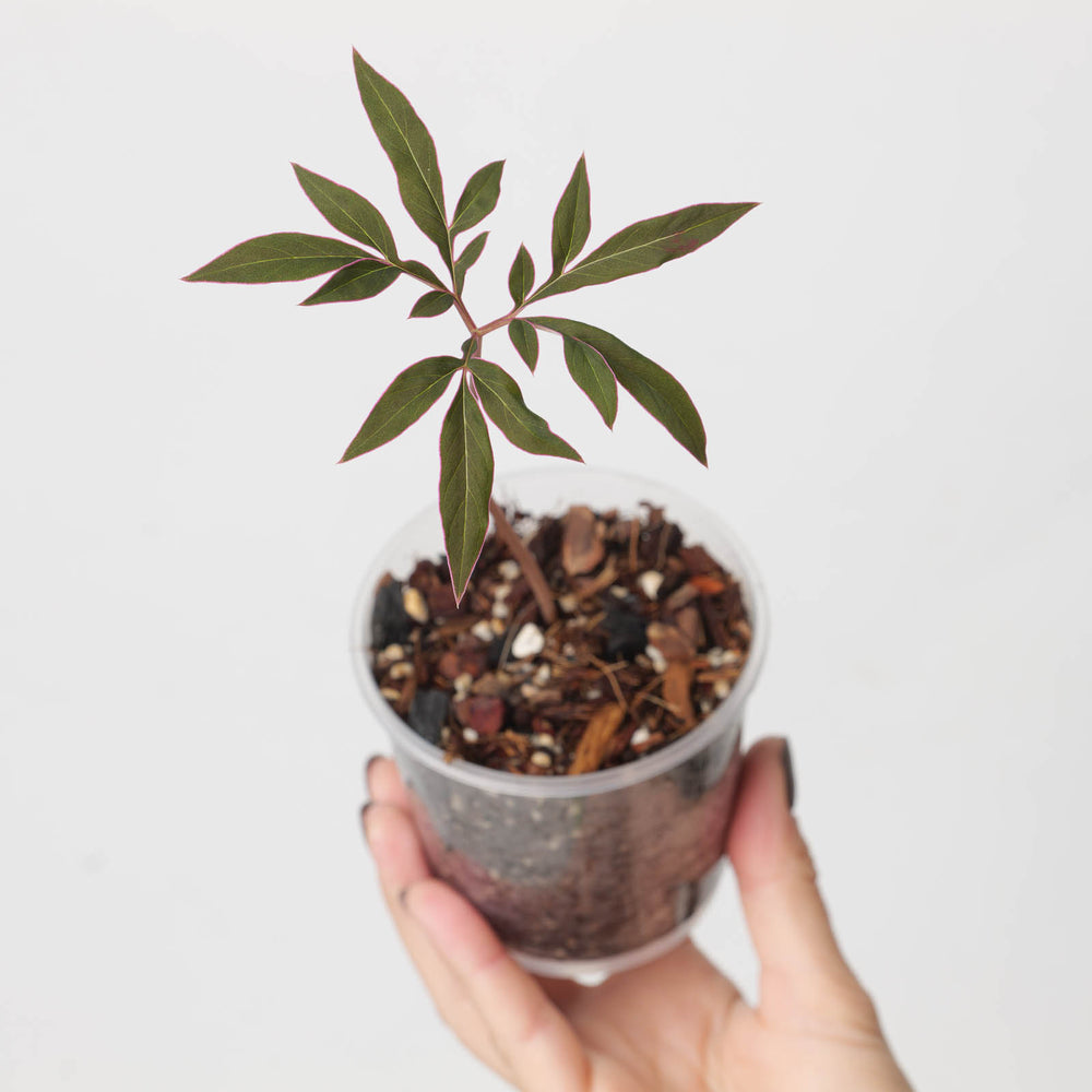 Amorphophallus operculatus - GROW TROPICALS