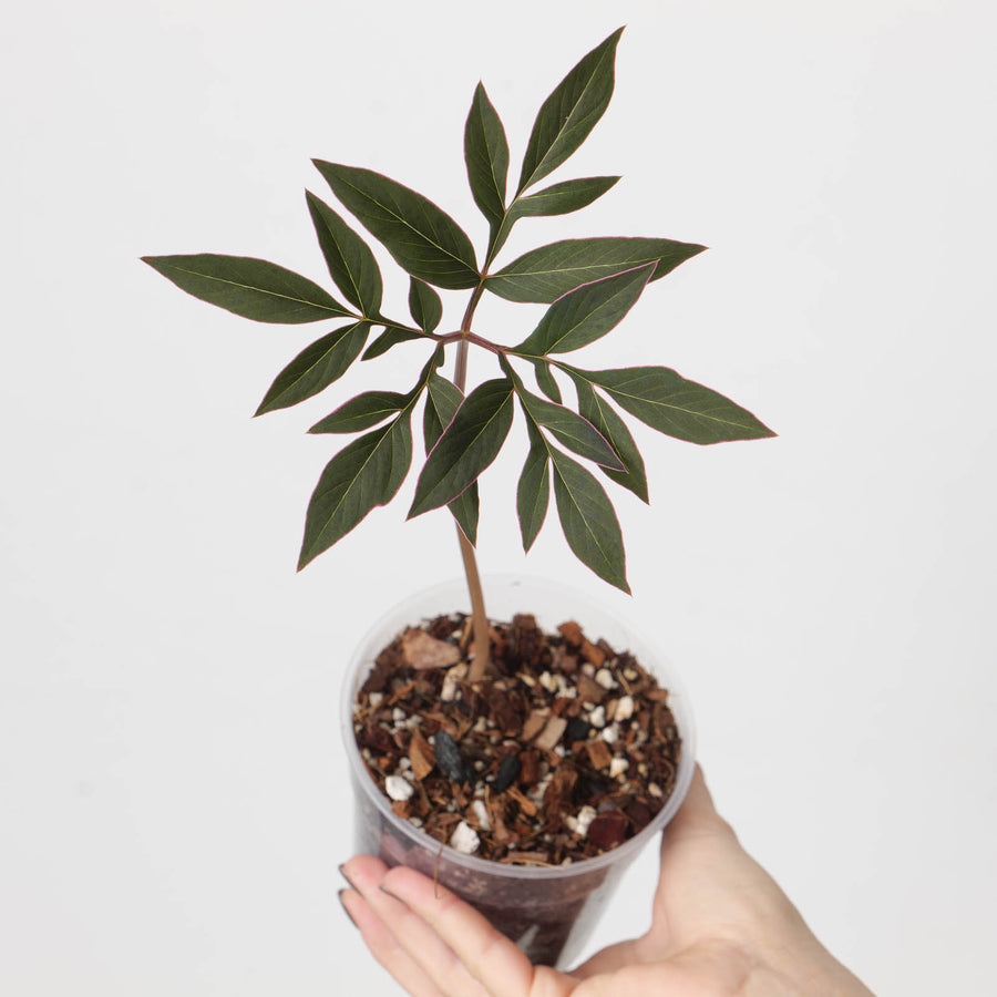 Amorphophallus operculatus - GROW TROPICALS