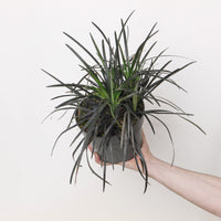 Ophiopogon planiscapus 'Nigrescens'