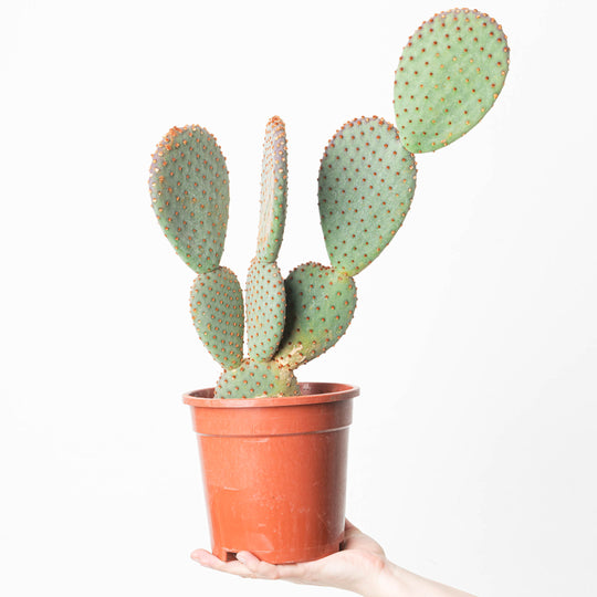 Opuntia microdasys subsp. rufida Plants GrowTropicals