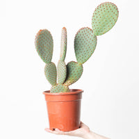 Opuntia microdasys subsp. rufida