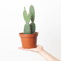Opuntia sp.