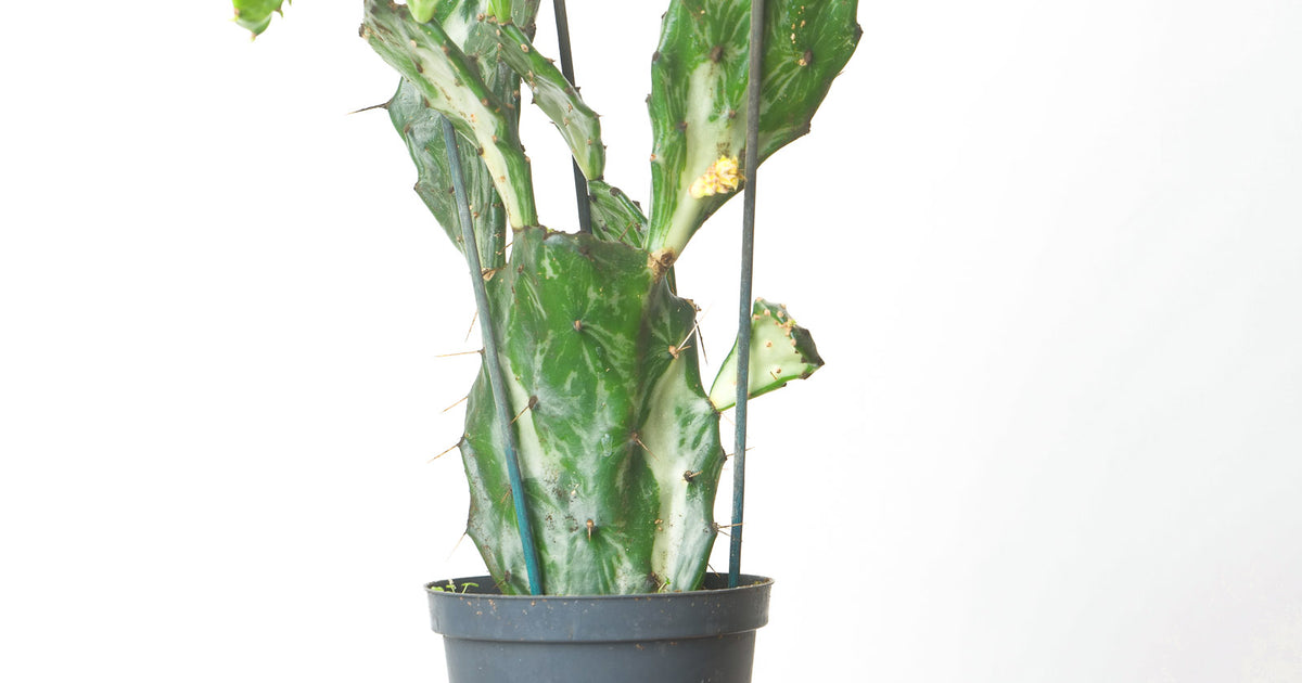 Opuntia 'Jamaican Ghost' | Plants