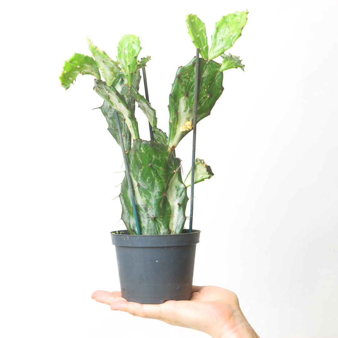 Opuntia 'Jamaican Ghost' Plants GrowTropicals