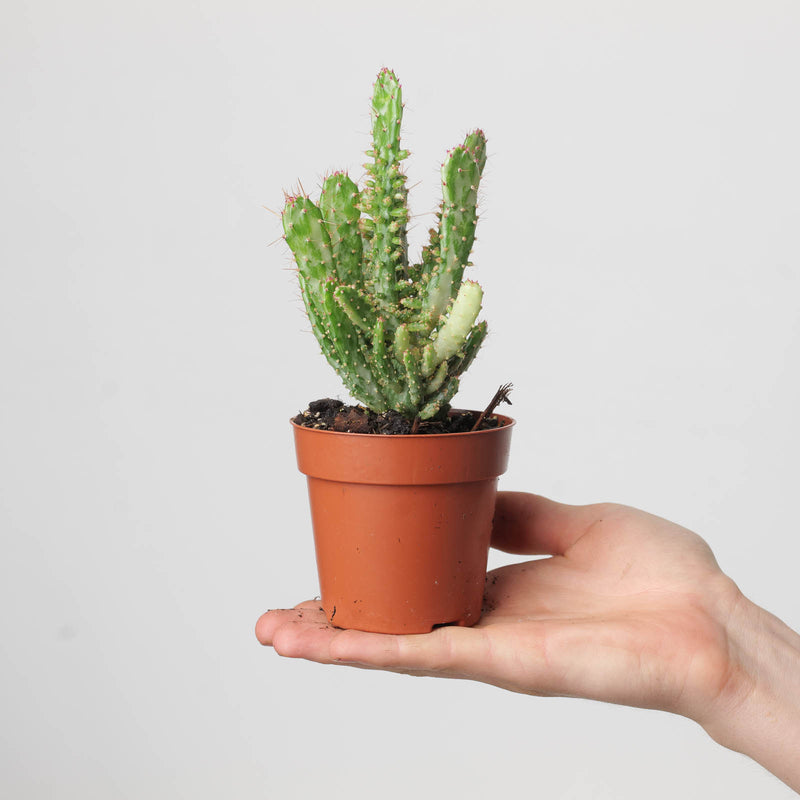 Opuntia monacantha 8.5cm Plants GrowTropicals