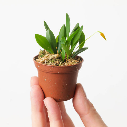 Pleurothallis corniculata Plants GrowTropicals