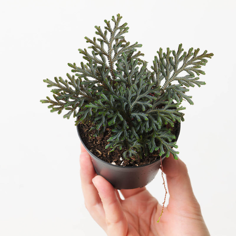 Selaginella erythropus Plants GrowTropicals