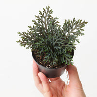 Selaginella erythropus