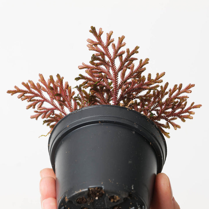 Selaginella erythropus - GROW TROPICALS