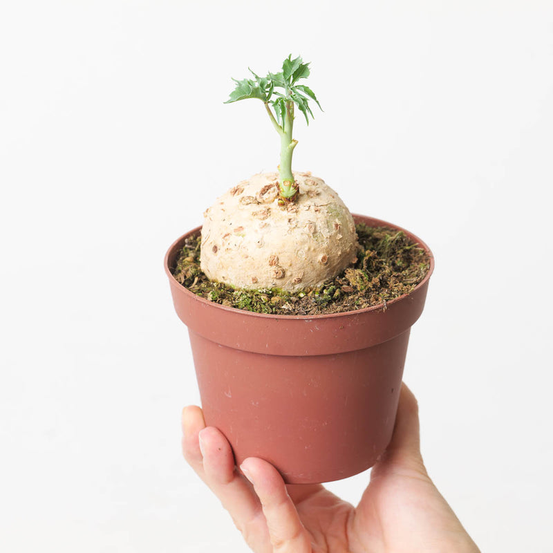 Jatropha berlandieri Plants GrowTropicals