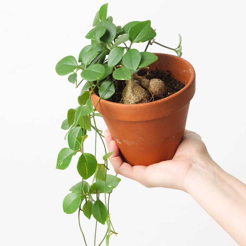Neoalsomitra sarcophylla 14cm Plants GrowTropicals