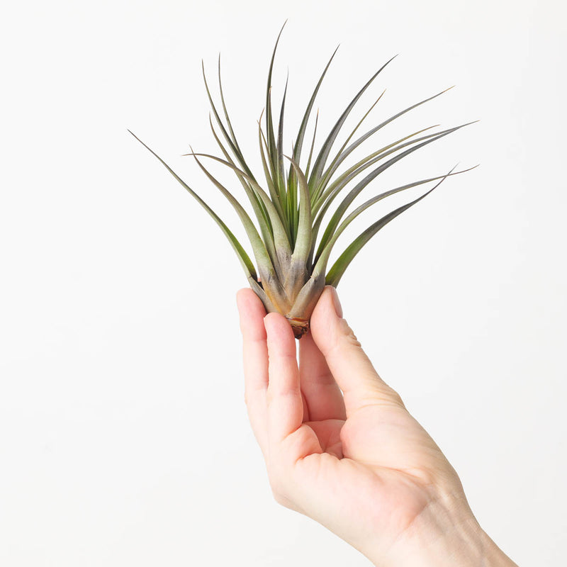 Tillandsia fasciculata Air plant Plants GrowTropicals