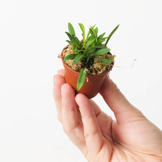Pleurothallis lateritia Plants GrowTropicals