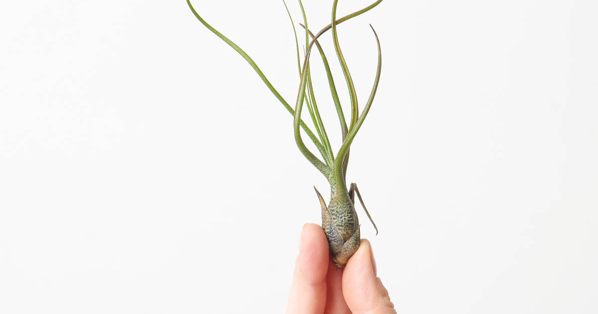 butzii air plant care Tillandsia butzii Air plant | Plants