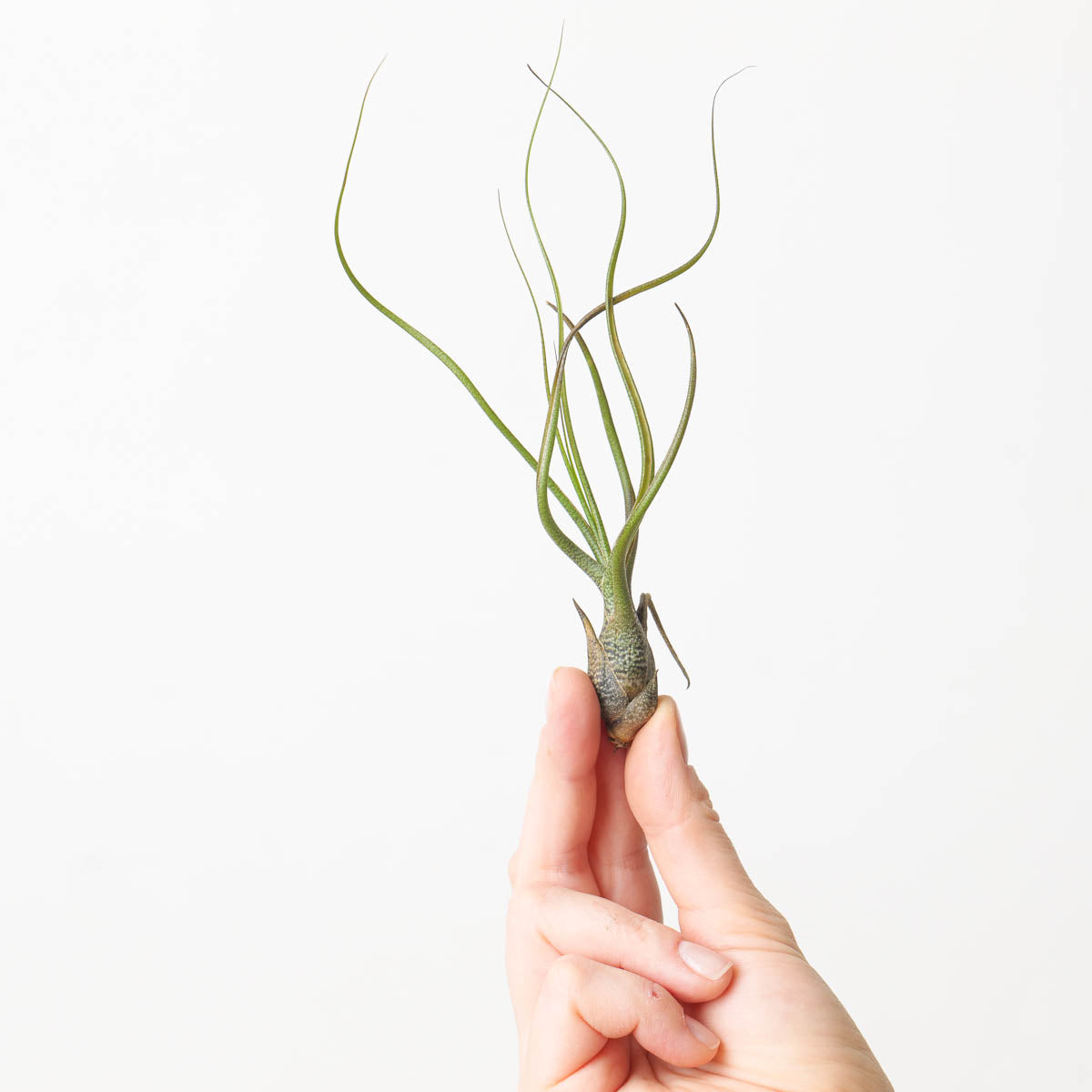 Tillandsia butzii Air plant | Plants