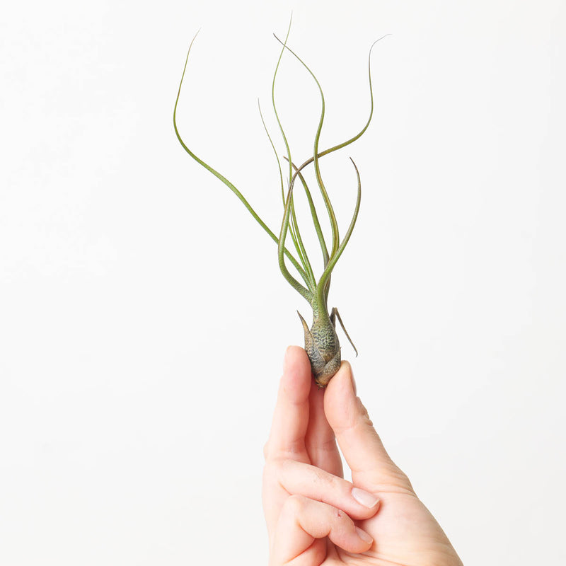 Tillandsia butzii Air plant Plants GrowTropicals