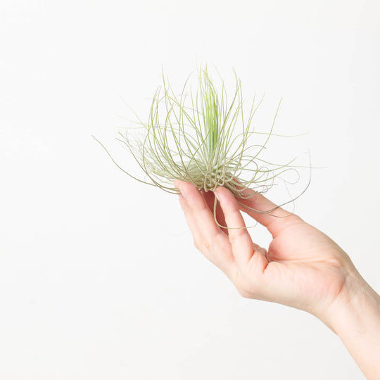 Tillandsia Magnusiana Plants GrowTropicals