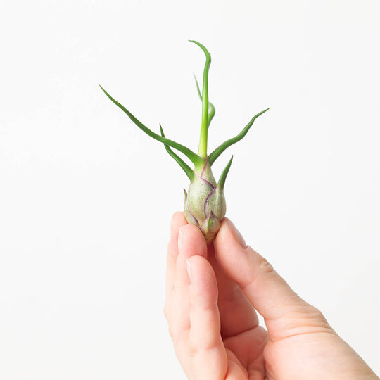 Tillandsia bulbosa Air plant Plants GrowTropicals