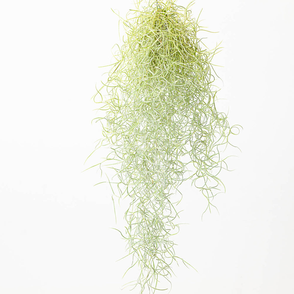 Tillandsia Usenoides Plants GrowTropicals