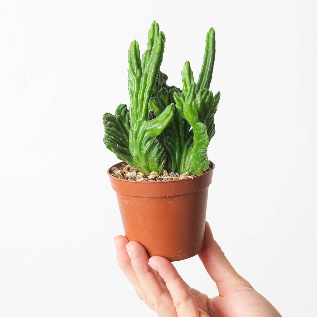 Stapelia leendertziae cristata (Stapeliad) - GROW TROPICALS