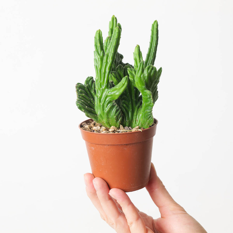 Stapelia leendertziae cristata (Stapeliad) - GROW TROPICALS