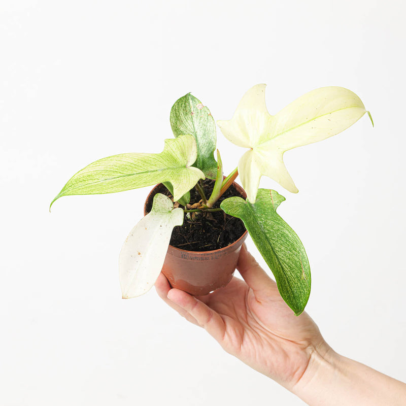 Philodendron 'Florida Ghost' Plants GrowTropicals