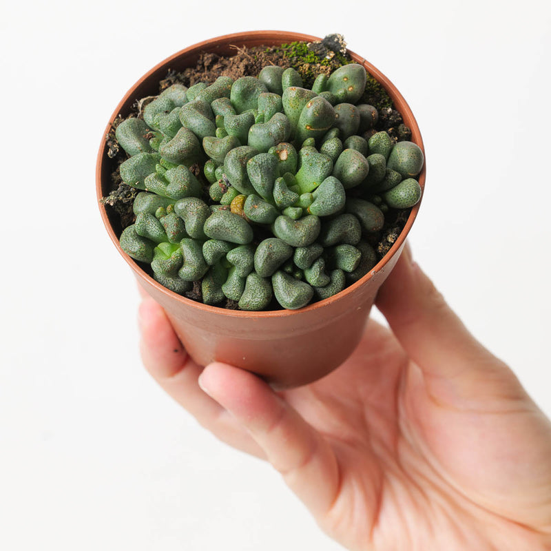 Aloinopsis schooneesii Plants GrowTropicals