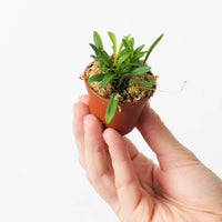 Pleurothallis lateritia