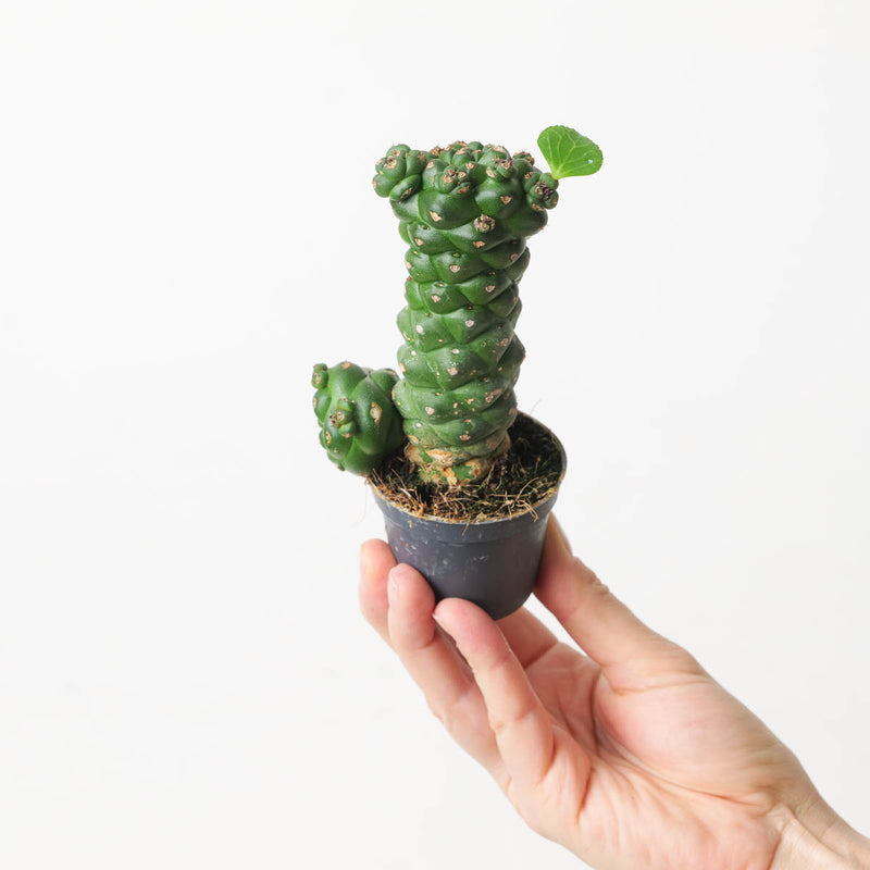 Monadenium ritchiei Plants GrowTropicals