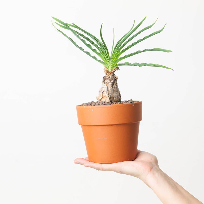 Bophane disticha Plants GrowTropicals