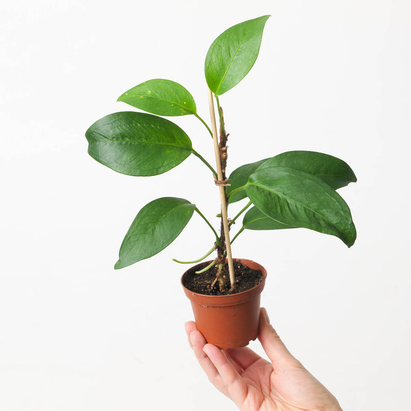 Anthurium scandens 9cm Plants GrowTropicals