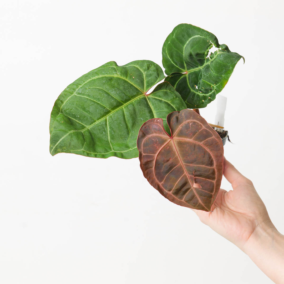 Anthurium Crystallinum x 'Red Sinus' - GROW TROPICALS