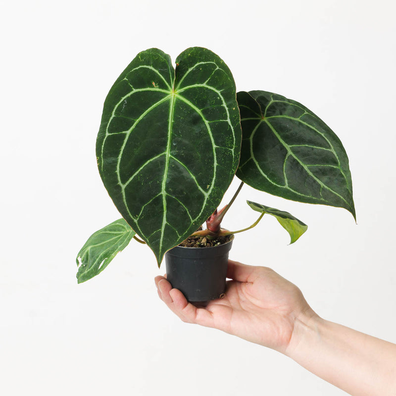 Anthurium crystallinum 'Dark Form' Plants GrowTropicals