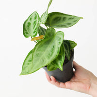Anthurium 'Silver Blush' Super Silver Long/Narrow