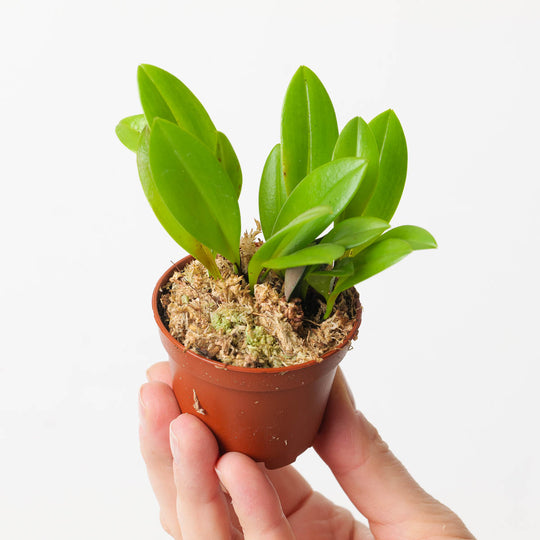 Stellis Rodrigoi Plants GrowTropicals