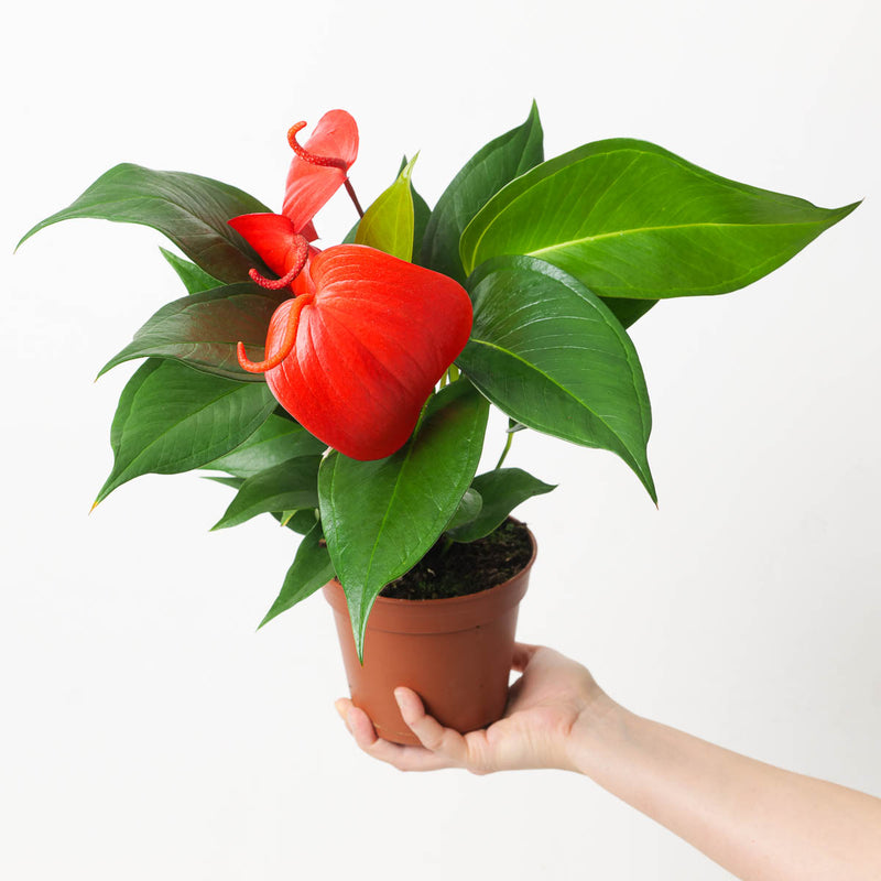 Anthurium scherzerianum 'Super Nova' Plants GrowTropicals