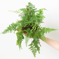 Davalia sp. Hanging basket