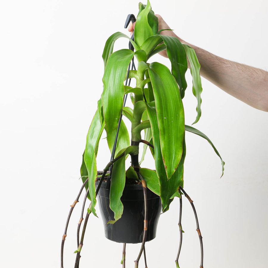 Callisia fragrans | Basket Plant - GROW TROPICALS