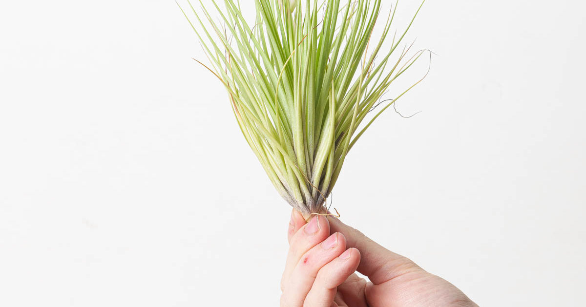 Tillandsia Cotton Candy | Plants