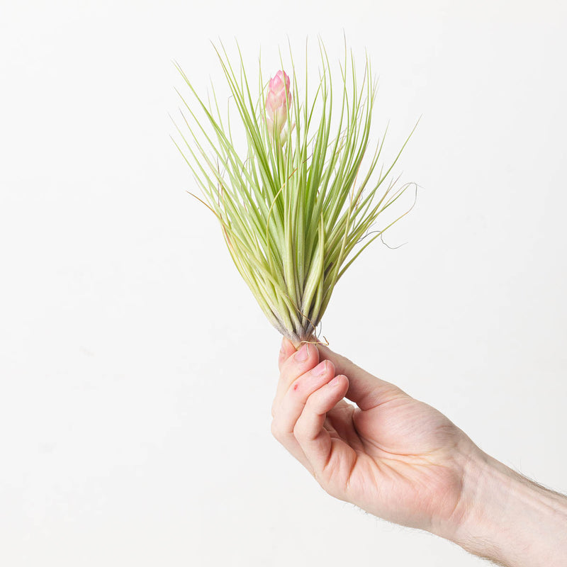 Tillandsia Cotton Candy Plants GrowTropicals